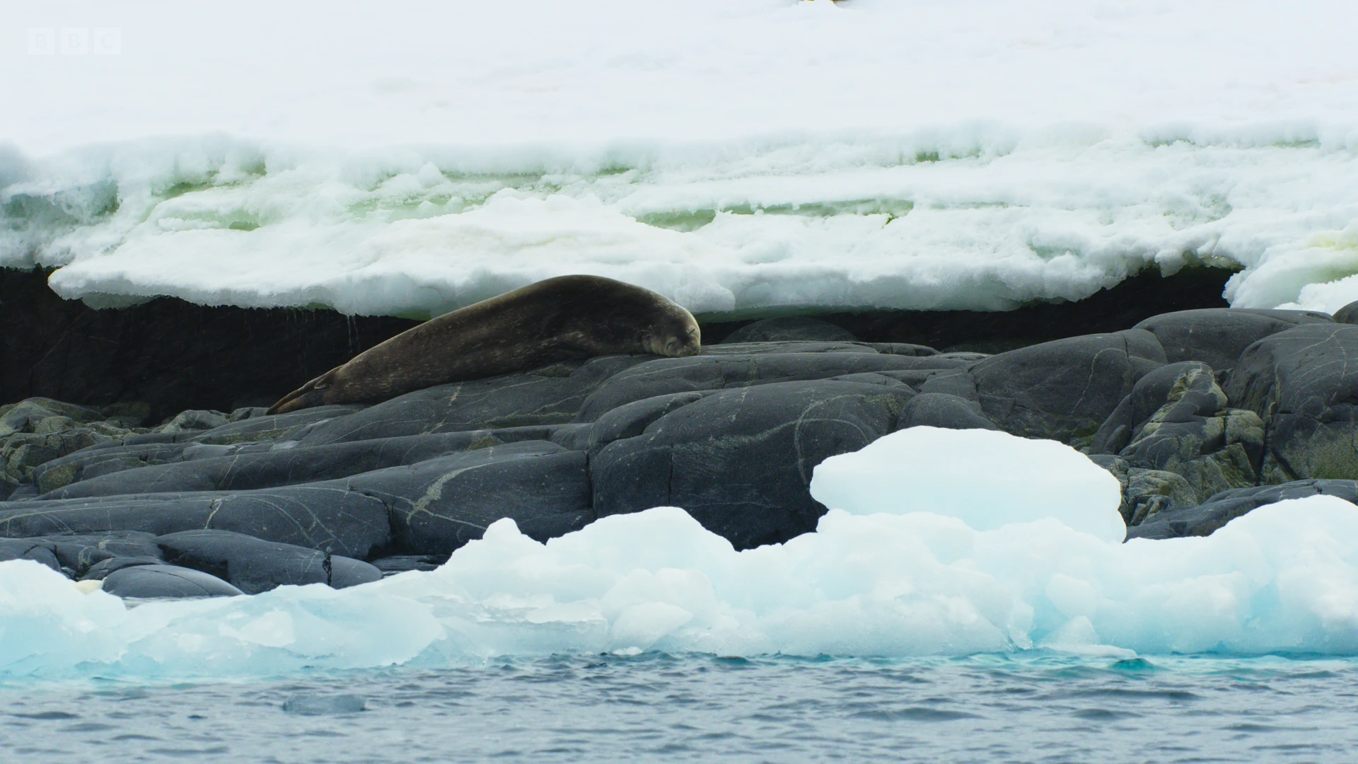Weddell seal (Leptonychotes weddellii) as shown in Frozen Planet II - Frozen South